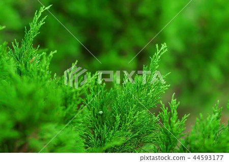 Wild coniferous plant close-up. 44593177