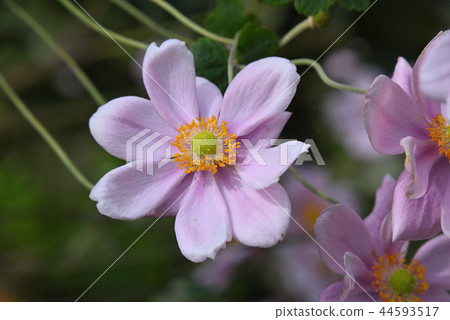 打破碗花花 44593517