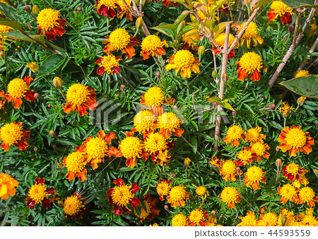 Macro photo of a garden flower close-up Macro photo of a garden flower close-up 44593559