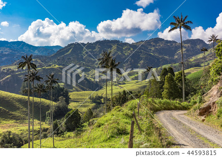 Bosque De Palma De Cera La Samaria San Felix Salamina Caldas Col 44593815