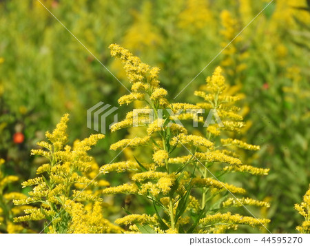 “Satoraka Awadachiso”盛開 “Satoraka Awadachiso”盛開 44595270