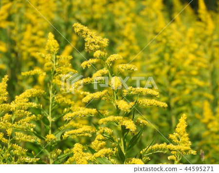 “Satoraka Awadachiso”盛開 “Satoraka Awadachiso”盛開 44595271