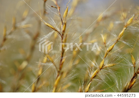 芒草 芒草 44595273