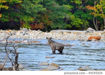 Antelope appeared in the Matsukawa Valley 44595934