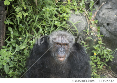 Chimpanzee in zoo Chimpanzee in zoo 44596232