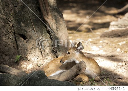 Deer as natural background or wallpaper. Deer as natural background or wallpaper. 44596241
