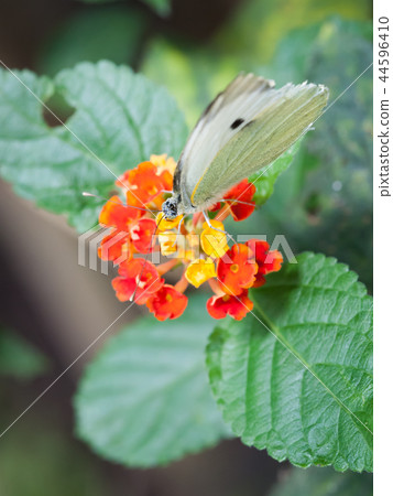 Pieris brassicae butterfly on red and yellow flowers Pieris brassicae butterfly on red and yellow flowers 44596410