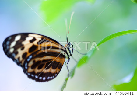 Butterfly close up on a leaf Butterfly close up on a leaf 44596411