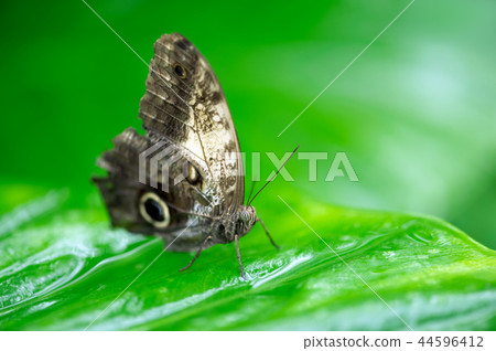 Butterfly close up on a leaf Butterfly close up on a leaf 44596412