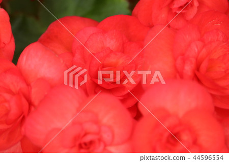 Elatiol Begonia Elatiol Begonia 44596554