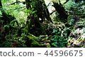 Moss leaves forest 44596675