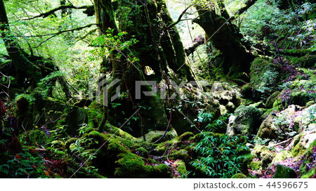 青苔離開森林 青苔離開森林 44596675