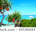 Tropical country 44596684