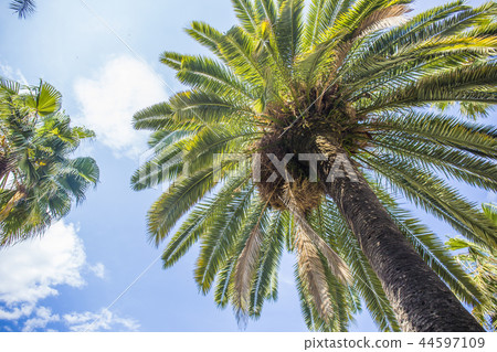 Palm trees and sky Reier Square 44597109
