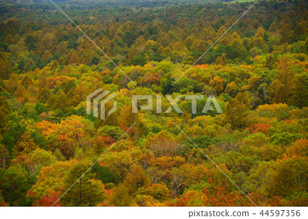 Kiyosato plateau in the early autumn 44597356