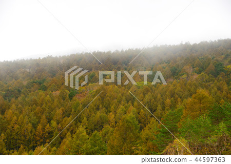 Kiyosato plateau in the early autumn 44597363