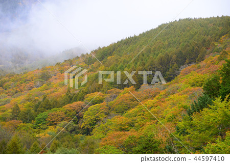 Yatsugatake高原在初秋 44597410
