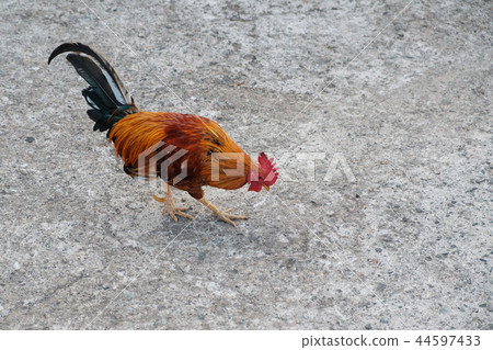 cock, rooster bantam crows on concrete floor,  44597433