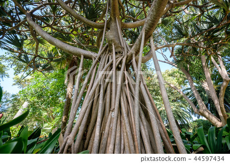 Pandanus utilis tree, screw pine aerial roots 44597434