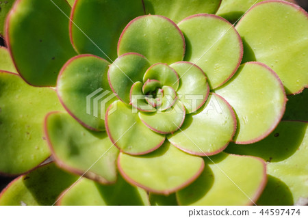 Sempervivum tectorum (houseleek) plant closeup Sempervivum tectorum (houseleek) plant closeup 44597474