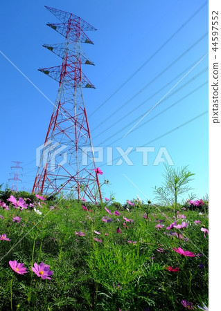 傳輸塔和波斯菊領域 44597552