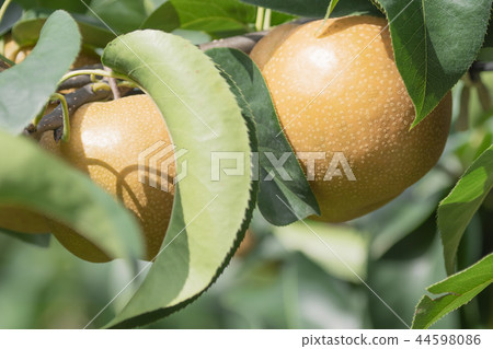 pear  44598086