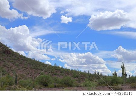 Landscape with cactus of Arizona Benkei Column Saguaro 44598115