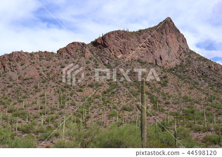Landscape with cactus of Arizona Benkei Column Saguaro Landscape with cactus of Arizona Benkei Column Saguaro 44598120
