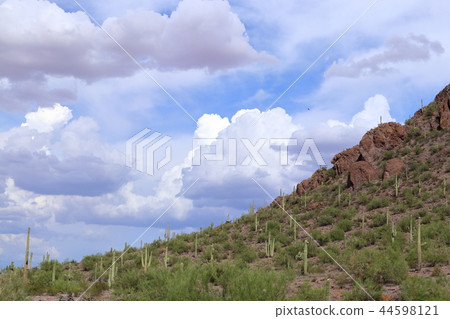 Landscape with cactus of Arizona Benkei Column Saguaro Landscape with cactus of Arizona Benkei Column Saguaro 44598121