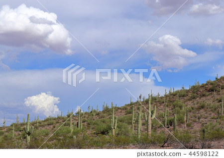 Landscape with cactus of Arizona Benkei Column Saguaro Landscape with cactus of Arizona Benkei Column Saguaro 44598122