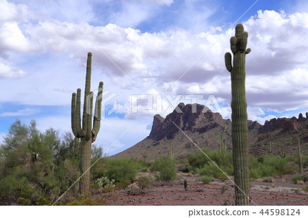 Landscape with cactus of Arizona Benkei Column Saguaro Landscape with cactus of Arizona Benkei Column Saguaro 44598124