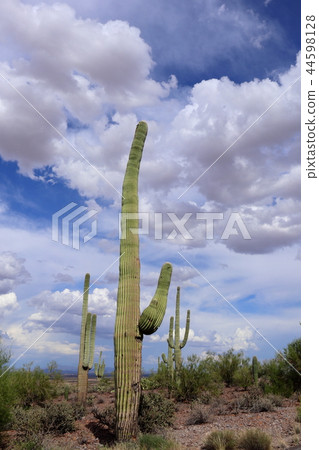 Landscape with cactus of Arizona Benkei Column Saguaro 44598128