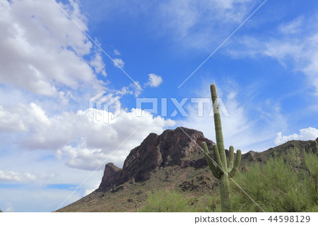 Landscape with cactus of Arizona Benkei Column Saguaro 44598129