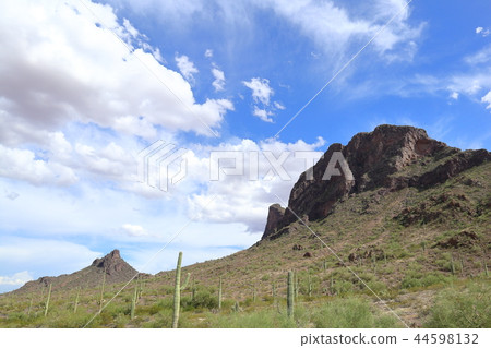 Landscape with cactus of Arizona Benkei Column Saguaro 44598132