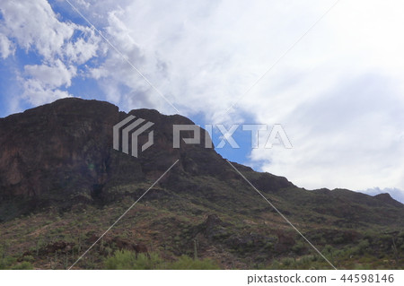 風景用亞利桑那Benkei專欄柱仙人掌仙人掌 44598146