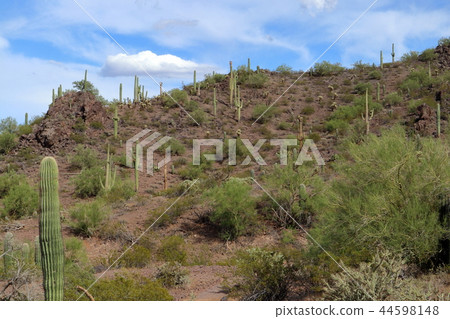 風景用亞利桑那Benkei專欄柱仙人掌仙人掌 44598148