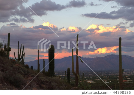 Landscape with cactus of Arizona Benkei Column Saguaro 44598186