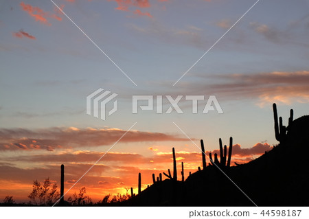 Landscape with cactus of Arizona Benkei Column Saguaro 44598187