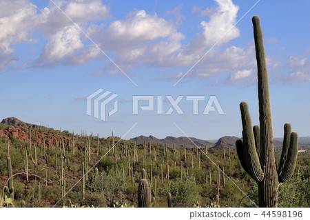 Landscape with cactus of Arizona Benkei Column Saguaro Landscape with cactus of Arizona Benkei Column Saguaro 44598196