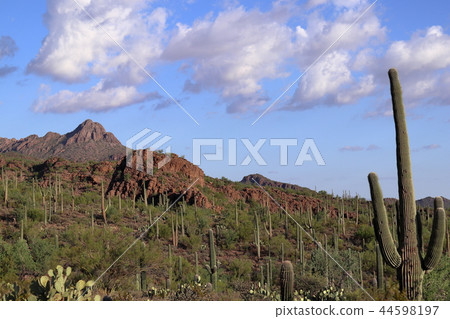 Landscape with cactus of Arizona Benkei Column Saguaro 44598197