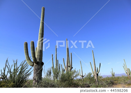 Landscape with cactus of Arizona Benkei Column Saguaro 44598206