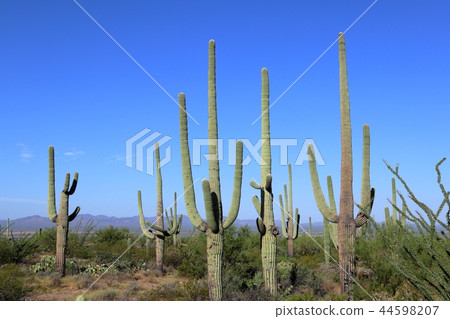 Landscape with cactus of Arizona Benkei Column Saguaro 44598207