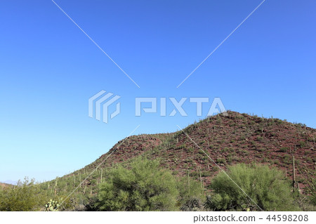 風景用亞利桑那Benkei專欄柱仙人掌仙人掌 44598208