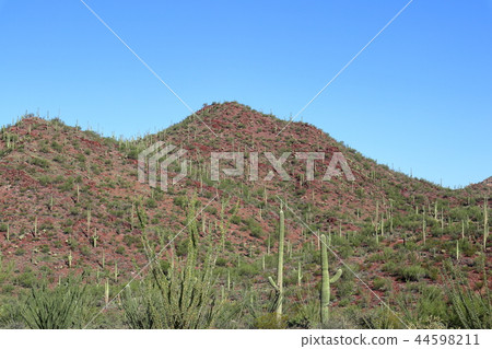 Landscape with cactus of Arizona Benkei Column Saguaro Landscape with cactus of Arizona Benkei Column Saguaro 44598211