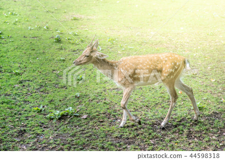 Young fallow deer, dama dama, on a pasture. 44598318