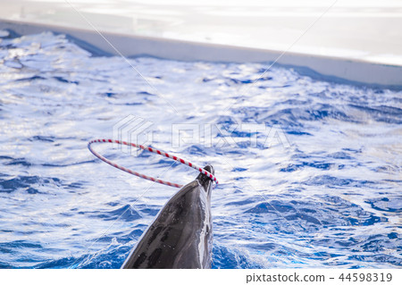 海豚表演 海豚表演 44598319