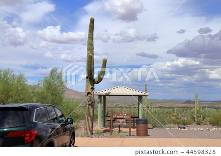 Landscape with cactus of Arizona Benkei Column Saguaro 44598328