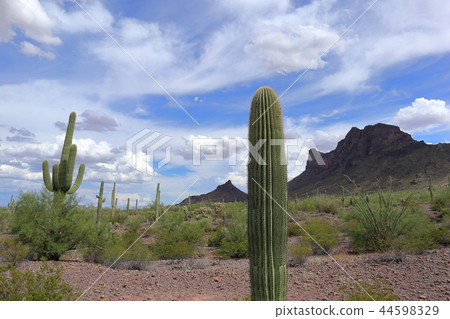 Landscape with cactus of Arizona Benkei Column Saguaro 44598329