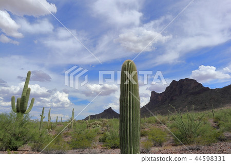Landscape with cactus of Arizona Benkei Column Saguaro 44598331