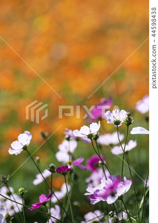 Cosmos Cosmos 44598438